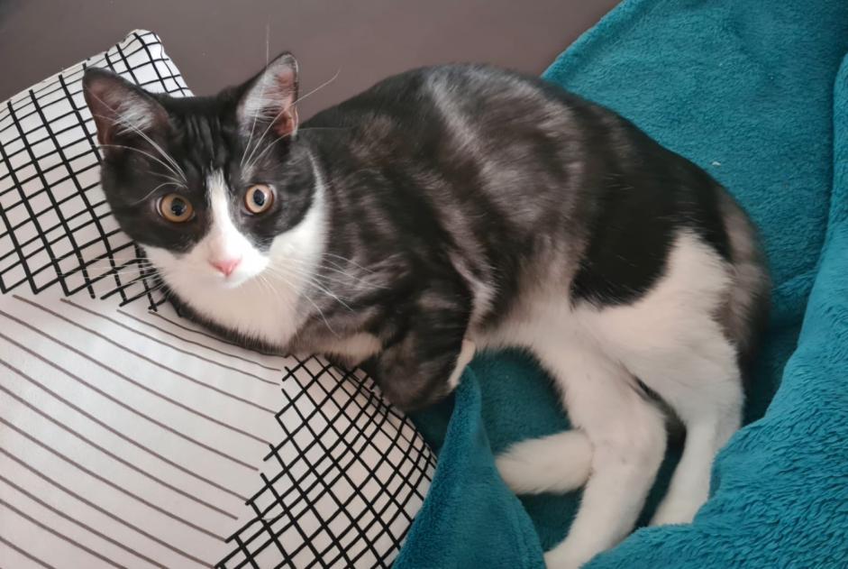 Alerta de Desaparición Gato Macho , 2 años Estavayer Suiza