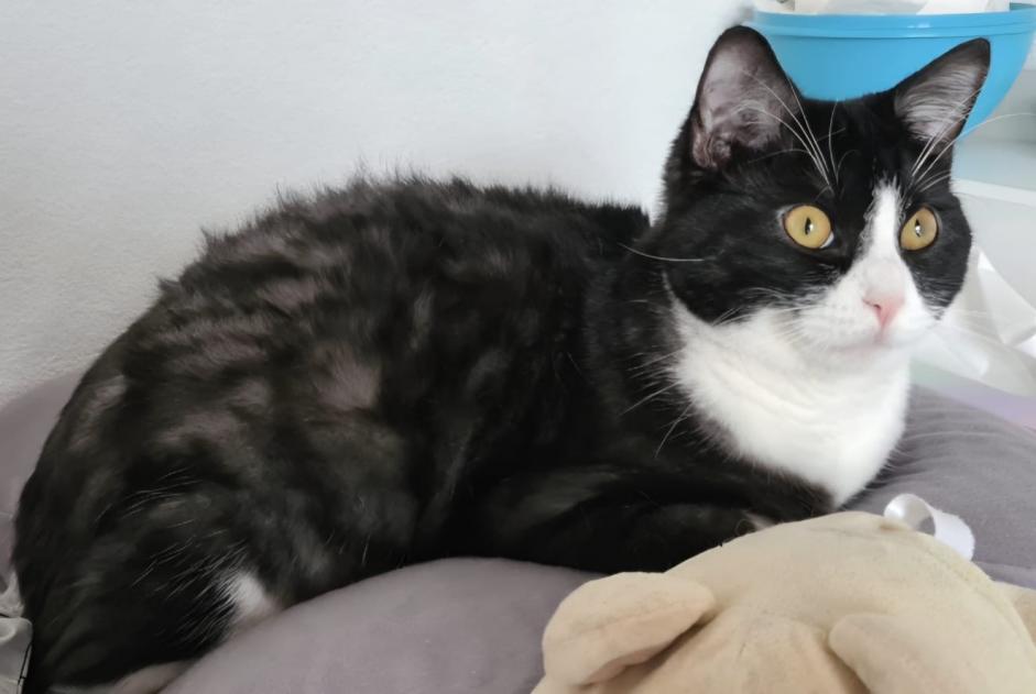 Alerta de Desaparición Gato Macho , 2 años Estavayer Suiza