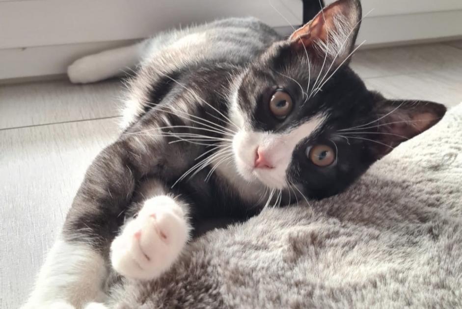 Alerta de Desaparición Gato Macho , 2 años Estavayer Suiza