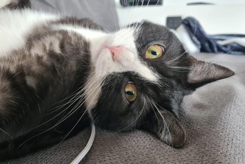 Alerta de Desaparición Gato Macho , 2 años Estavayer Suiza