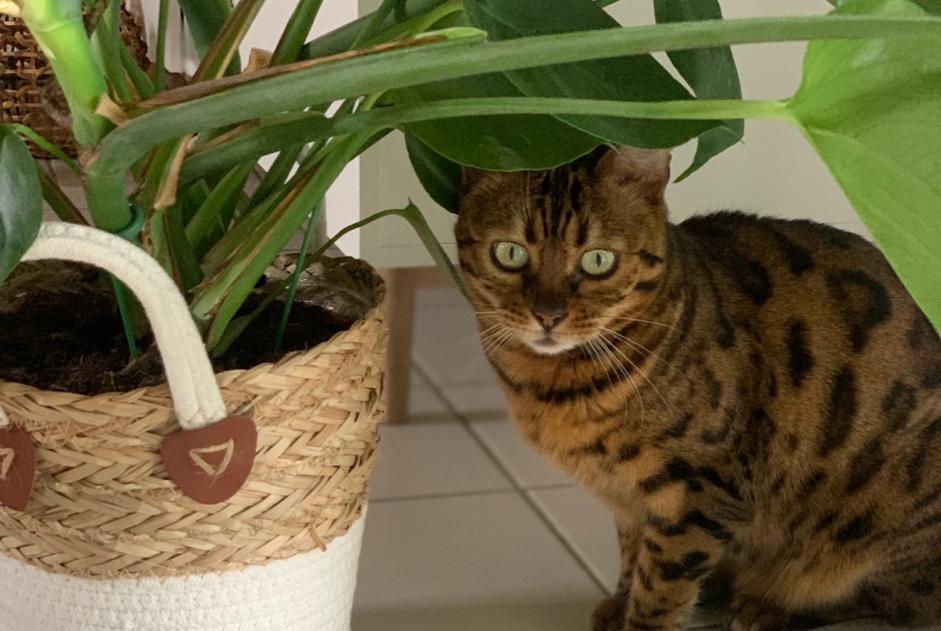 Alerta de Desaparición Gato  Macho , 10 años Epalinges Suiza