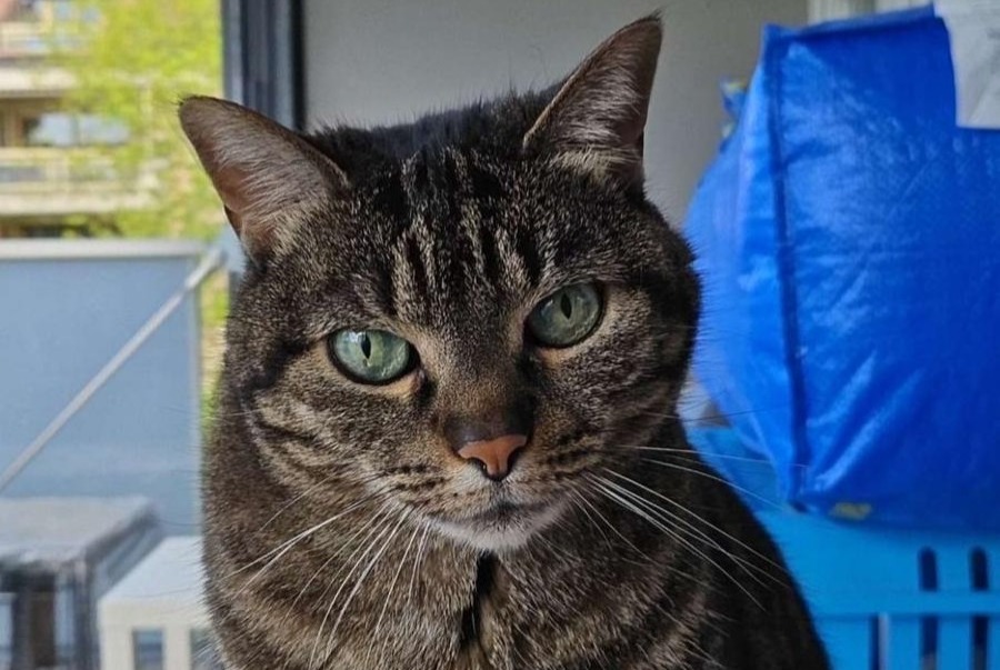 Alerta de Desaparición Gato Hembra , 14 años Crissier Suiza