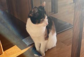 Alerte Disparition Chat croisement  Femelle , 1 ans Crans-Montana Suisse