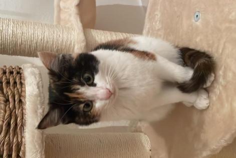Alerte Disparition Chat croisement  Femelle , 1 ans Crans-Montana Suisse