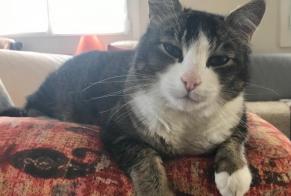 Alerte Disparition Chat croisement  Mâle , 14 ans Forel (Lavaux) Suisse