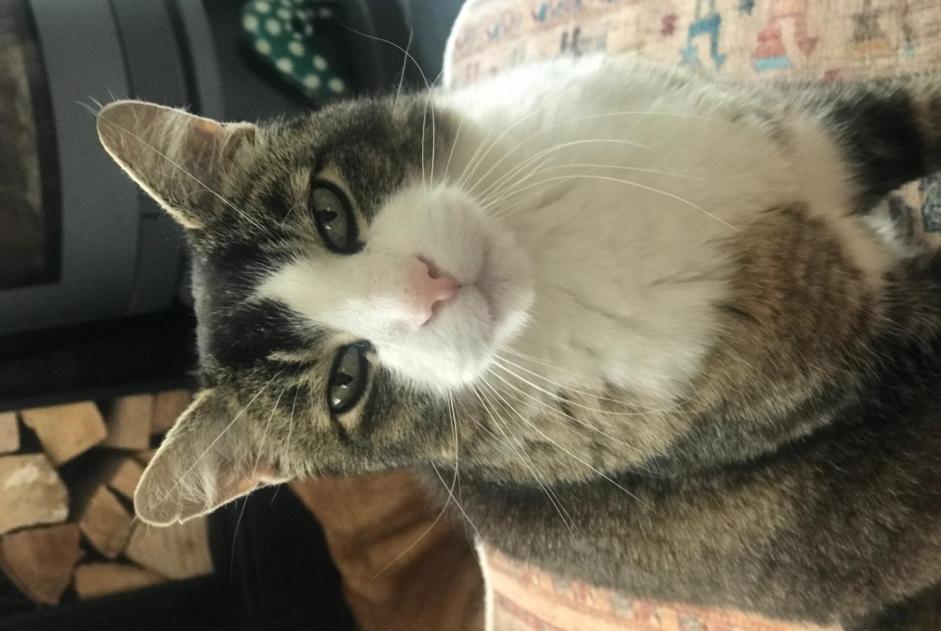 Alerte Disparition Chat croisement  Mâle , 14 ans Forel (Lavaux) Suisse