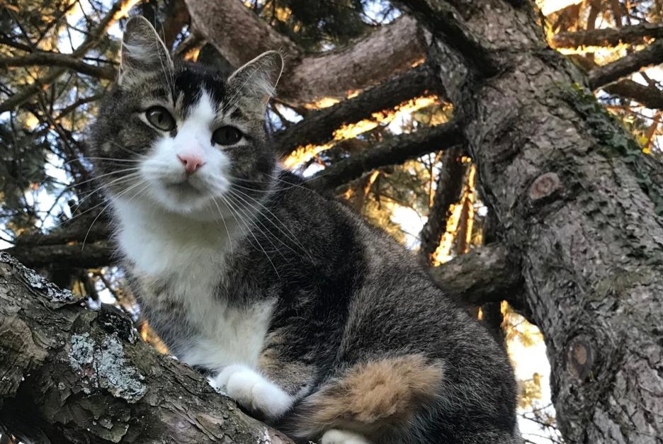 Alerte Disparition Chat croisement  Mâle , 14 ans Forel (Lavaux) Suisse