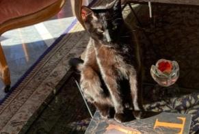 Alerte Disparition Chat croisement  Mâle , 1 ans La Grande Béroche Suisse