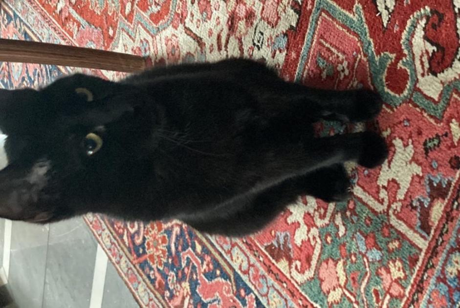 Alerte Disparition Chat croisement  Mâle , 1 ans La Grande Béroche Suisse