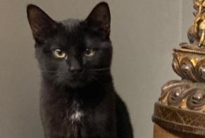 Alerte Disparition Chat croisement  Mâle , 1 ans La Grande Béroche Suisse