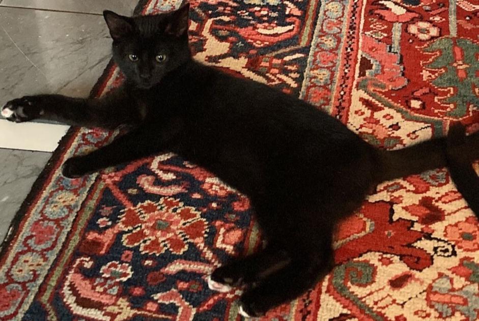 Alerte Disparition Chat croisement  Mâle , 1 ans La Grande Béroche Suisse