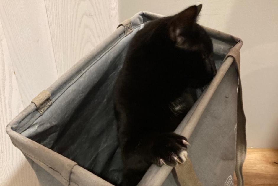 Alerte Disparition Chat croisement  Mâle , 1 ans La Grande Béroche Suisse