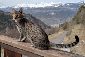 Alerte Disparition Chat  Mâle , 2 ans Niouc Suisse