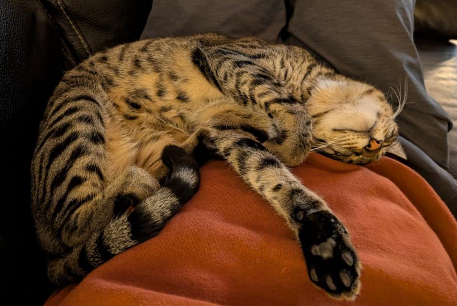 Alerte Disparition Chat  Mâle , 2 ans Niouc Suisse
