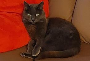 Alerte Disparition Chat Femelle , 16 ans La Tour-de-Peilz Suisse
