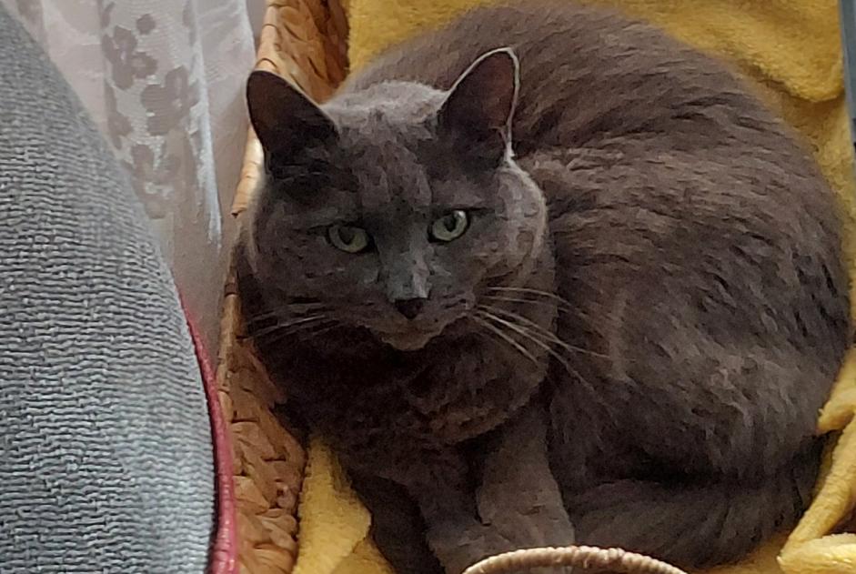 Alerte Disparition Chat Femelle , 16 ans La Tour-de-Peilz Suisse