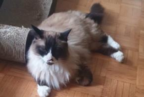 Alerte Disparition Chat croisement  Mâle , 7 ans Morges Suisse