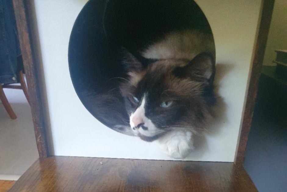 Alerte Disparition Chat croisement  Mâle , 7 ans Morges Suisse