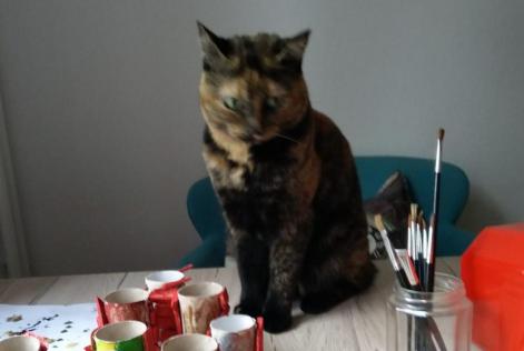 Alerte Disparition Chat  Femelle , 3 ans Neuchâtel Suisse