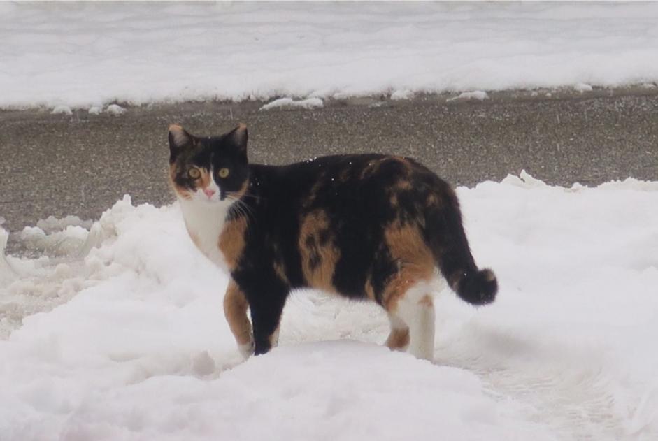 Alerte Disparition Chat Femelle , 9 ans Courchavon Suisse