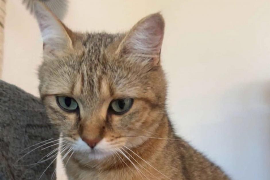 Alerte Disparition Chat Femelle , 2 ans Grandcour Suisse