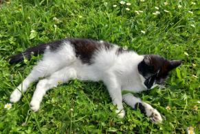 Alerte Disparition Chat  Femelle , 4 ans Eysins Suisse