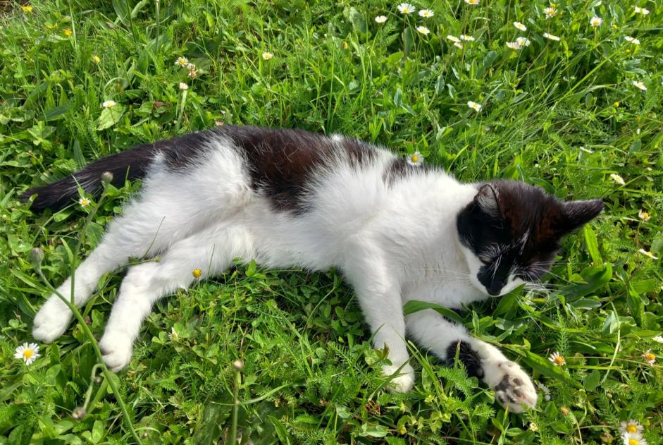 Alerte Disparition Chat  Femelle , 4 ans Eysins Suisse