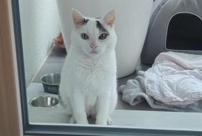 Alerte Découverte Chat   Femelle Cortaillod Suisse