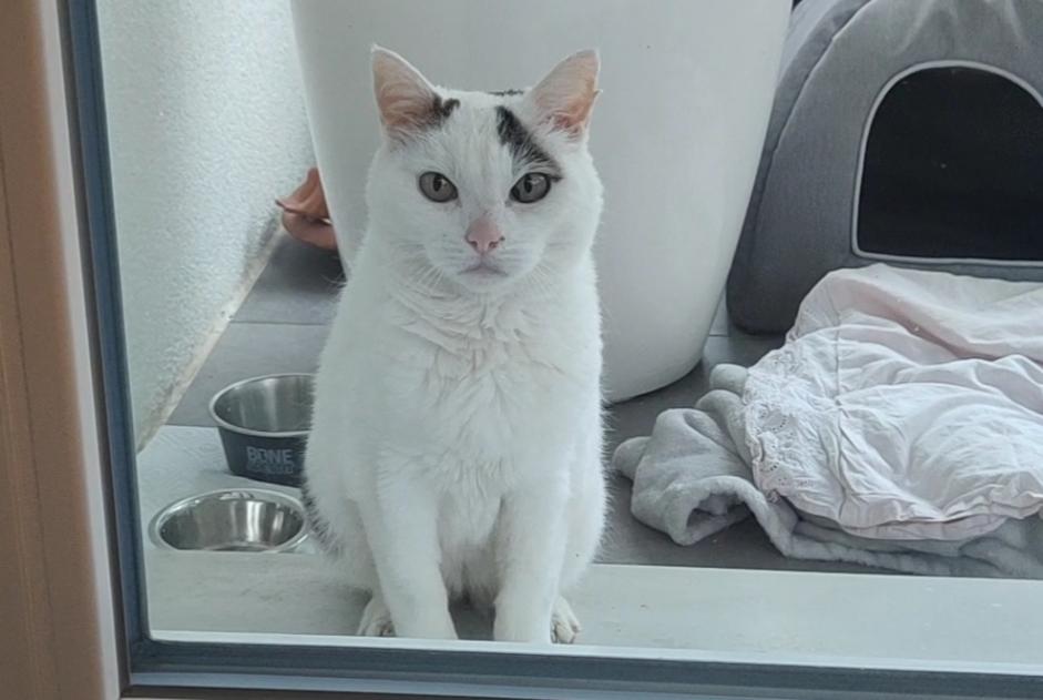 Alerte Découverte Chat   Femelle Cortaillod Suisse