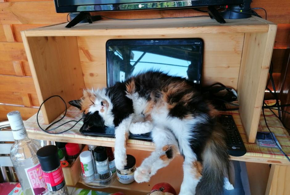 Alerte Disparition Chat  Femelle , 11 ans Lonay Suisse