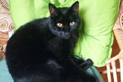Alerte Disparition Chat  Mâle , 15 ans Riedtwil Suisse