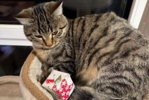 Alerte Disparition Chat croisement  Mâle , 1 ans Bercher Suisse