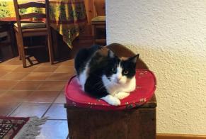 Alerte Disparition Chat Femelle , 12 ans Morges Suisse