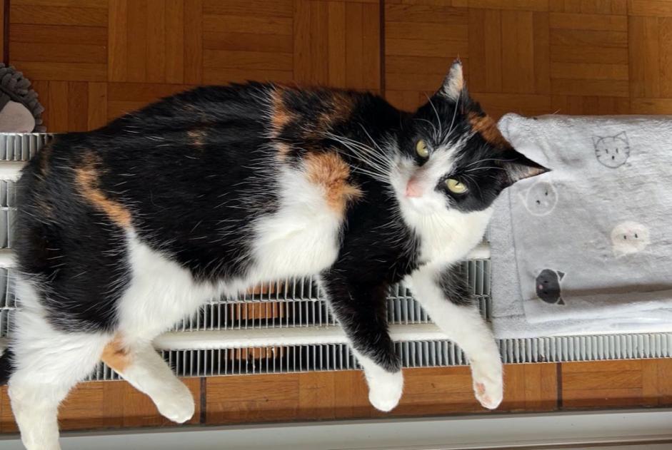 Alerte Disparition Chat Femelle , 12 ans Morges Suisse