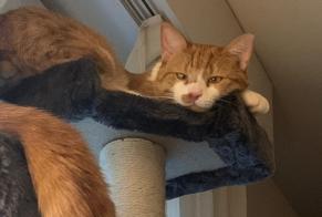 Alerte Disparition Chat croisement  Mâle , 4 ans Lausanne Suisse