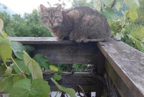 Alerte Découverte Chat Femelle Martigny-Combe Suisse