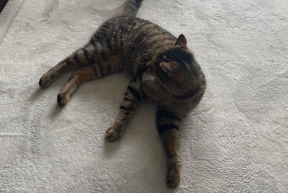 Alerte Disparition Chat  Femelle , 3 ans Valbirse Suisse