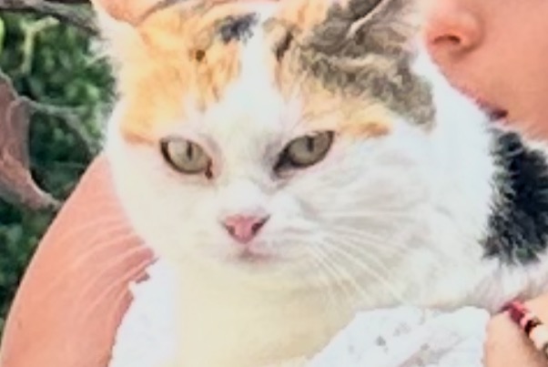 Alerte Disparition Chat  Mâle , 1 ans Cortaillod Suisse