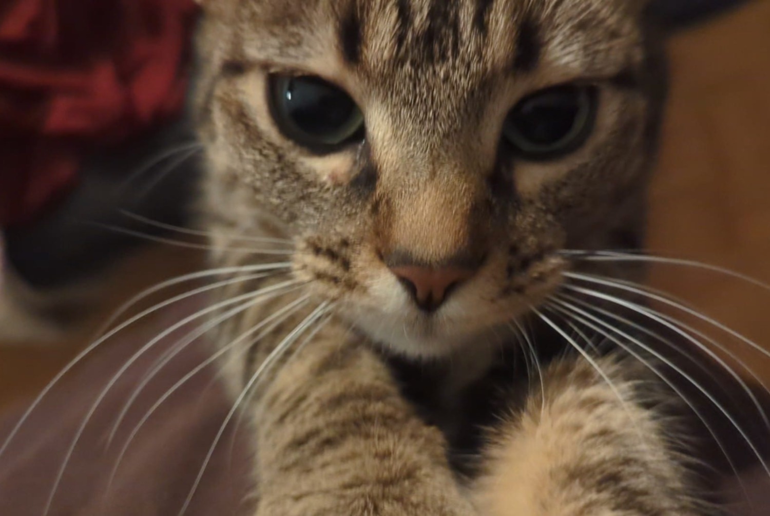 Alerte Disparition Chat Femelle , 2 ans Vernier Suisse
