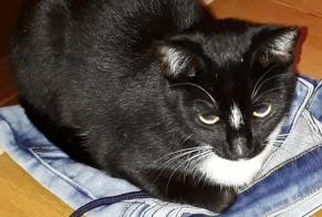 Alerte Disparition Chat croisement  Femelle , 8 ans Tolochenaz Suisse