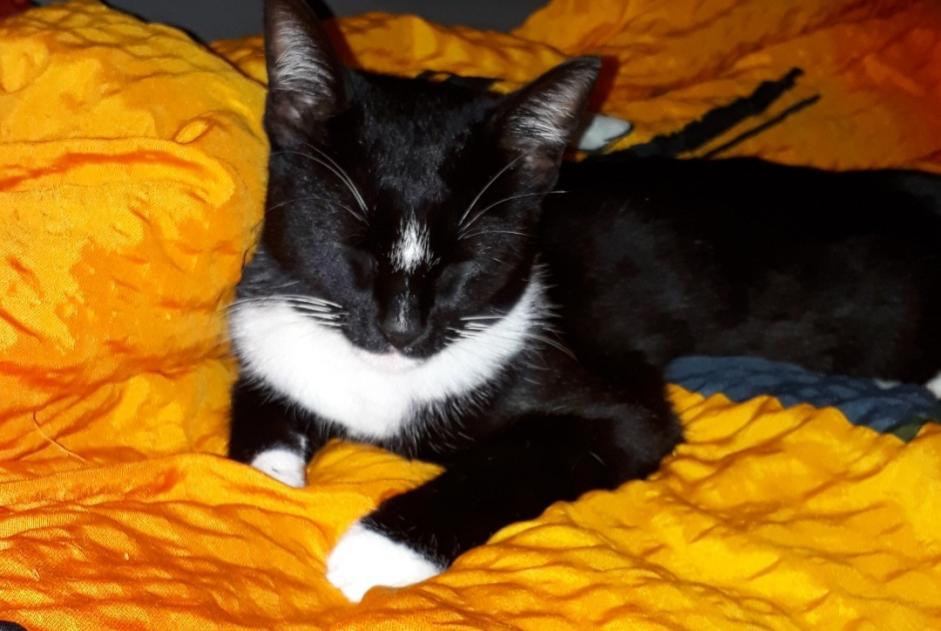 Alerte Disparition Chat croisement  Femelle , 8 ans Tolochenaz Suisse