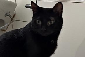 Alerte Disparition Chat Femelle , 10 ans Wünnewil-Flamatt Suisse