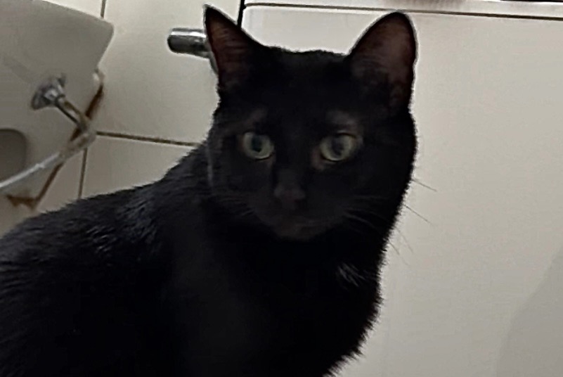 Alerte Disparition Chat Femelle , 10 ans Wünnewil-Flamatt Suisse