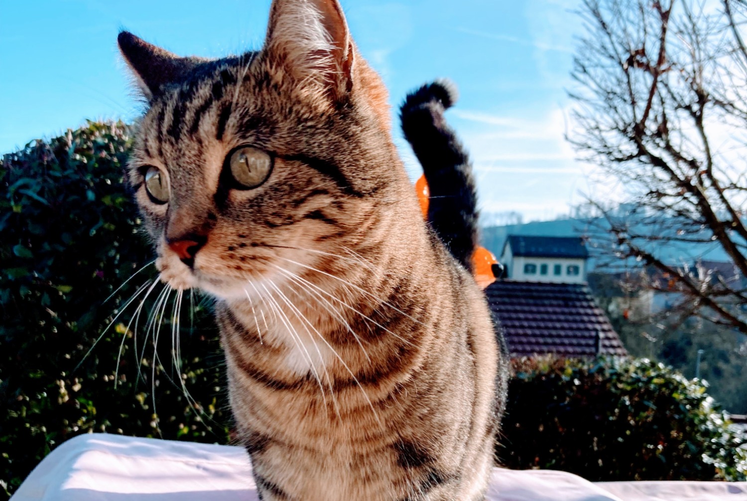 Alerte Disparition Chat croisement  Femelle , 6 ans Moudon Suisse