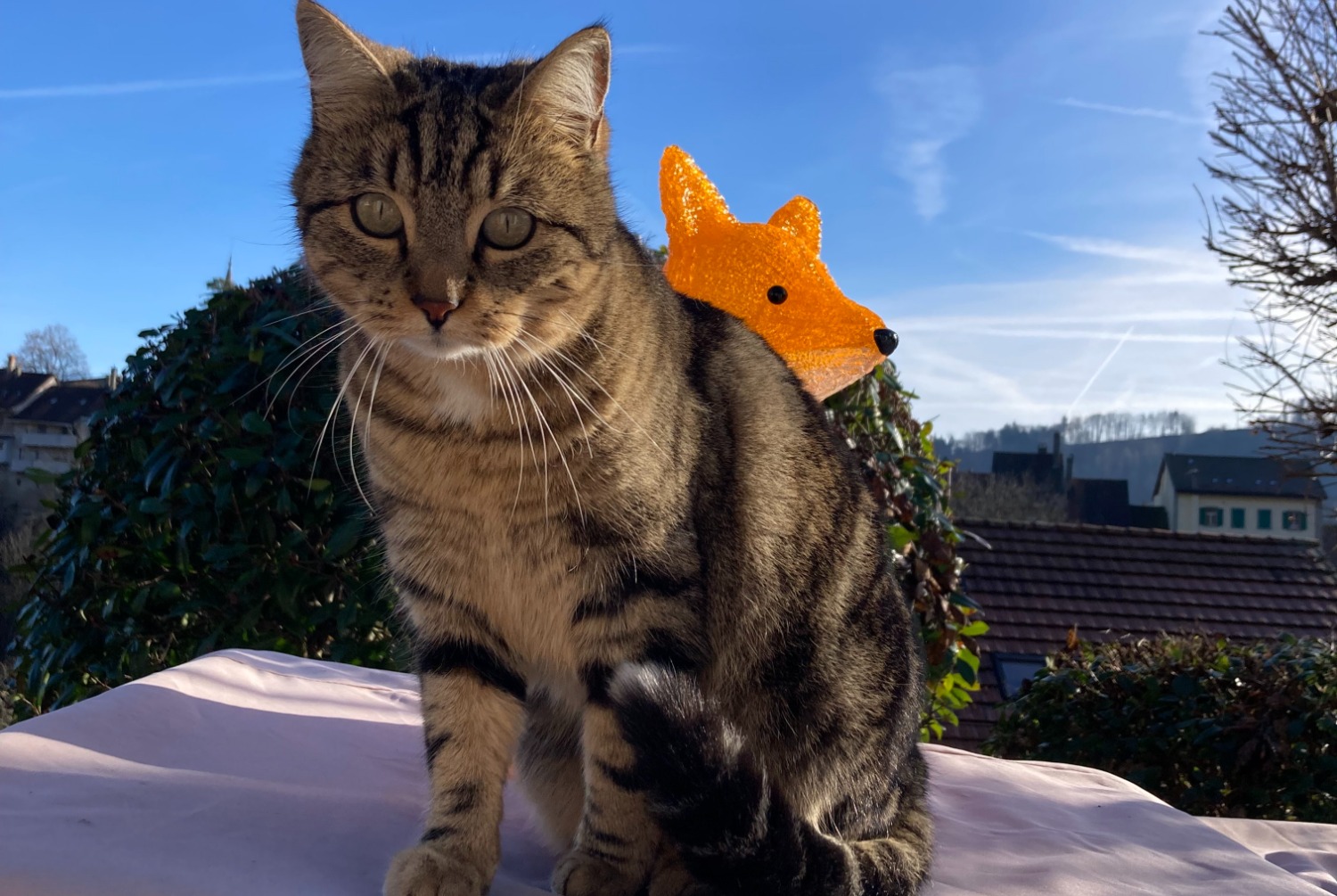 Alerte Disparition Chat croisement  Femelle , 6 ans Moudon Suisse