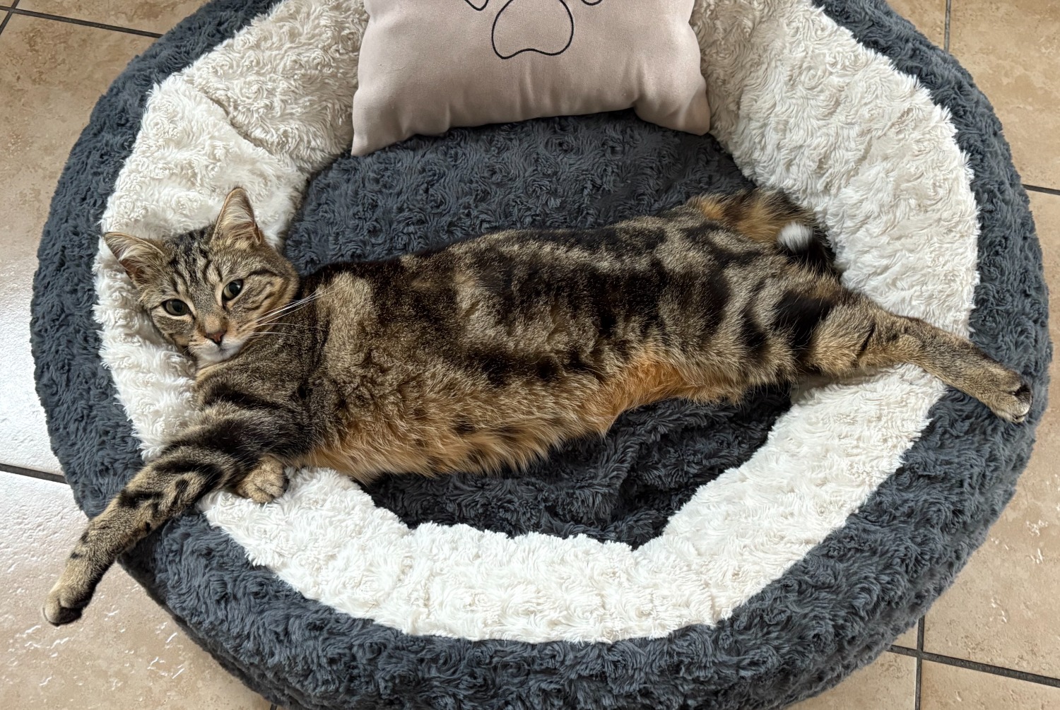 Alerte Disparition Chat croisement  Femelle , 6 ans Moudon Suisse