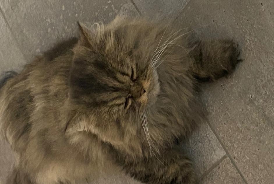 Alerte Disparition Chat  Mâle , 5 ans Bienne Suisse