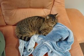 Alerte Disparition Chat croisement  Mâle , 4 ans Valbirse Suisse