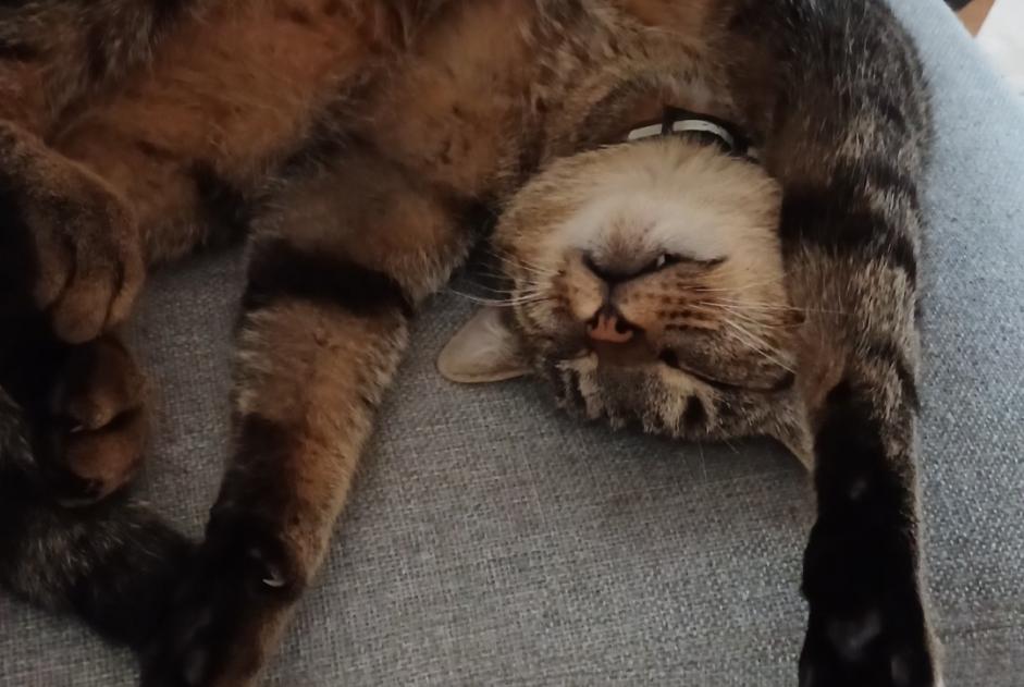 Alerte Disparition Chat croisement  Mâle , 4 ans Valbirse Suisse