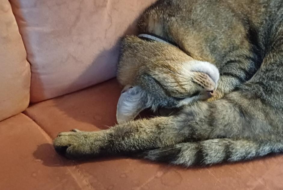 Alerte Disparition Chat croisement  Mâle , 4 ans Valbirse Suisse